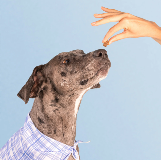 Dog is Human: Omega + Multivitamin Chew